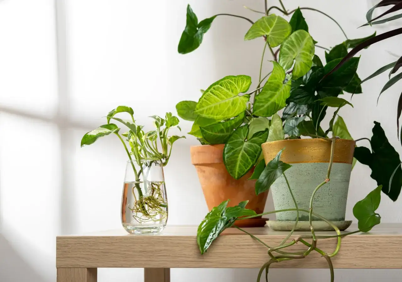 Syngonium rozmnażanie: sadzonka w wodzie z korzeniami obok dwóch doniczek z roślinami.