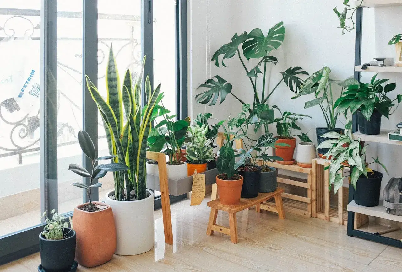 Kolekcja roślin doniczkowych, w tym monstera, sansewieria i figowiec, tworzy zieloną oazę.