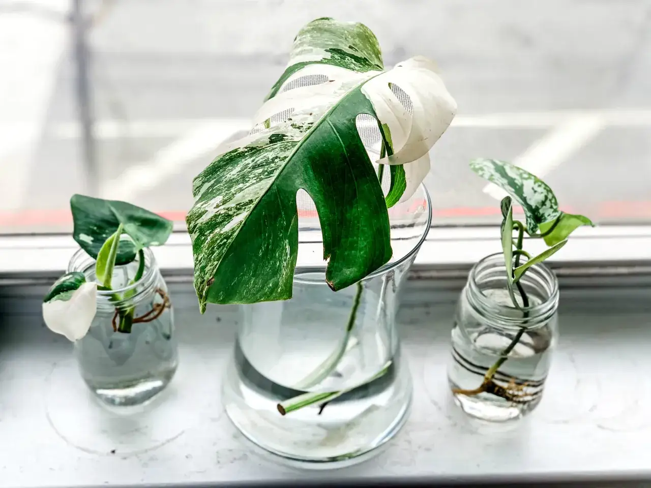 Monstera variegata w wodzie, gotowa do ukorzenienia. Poznaj sposoby, jak przyspieszyć ukorzenianie w wodzie, by cieszyć się nowymi roślinami.