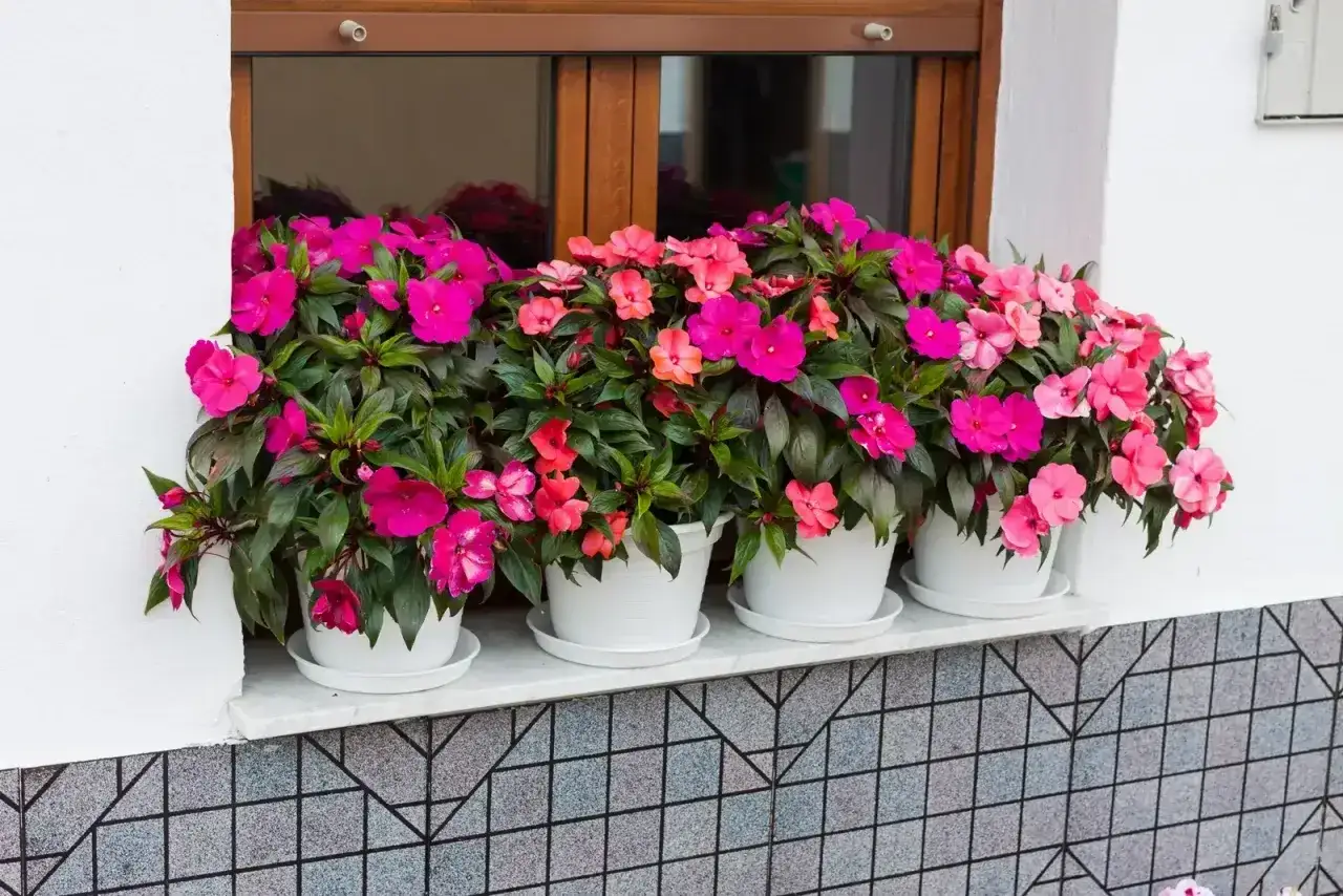 Balkon ozdobiony kwitnącymi, różowymi i łososiowymi kwiatami w białych doniczkach. Idealne kwiaty, jakie lubią cień, tworzą barwną kompozycję.