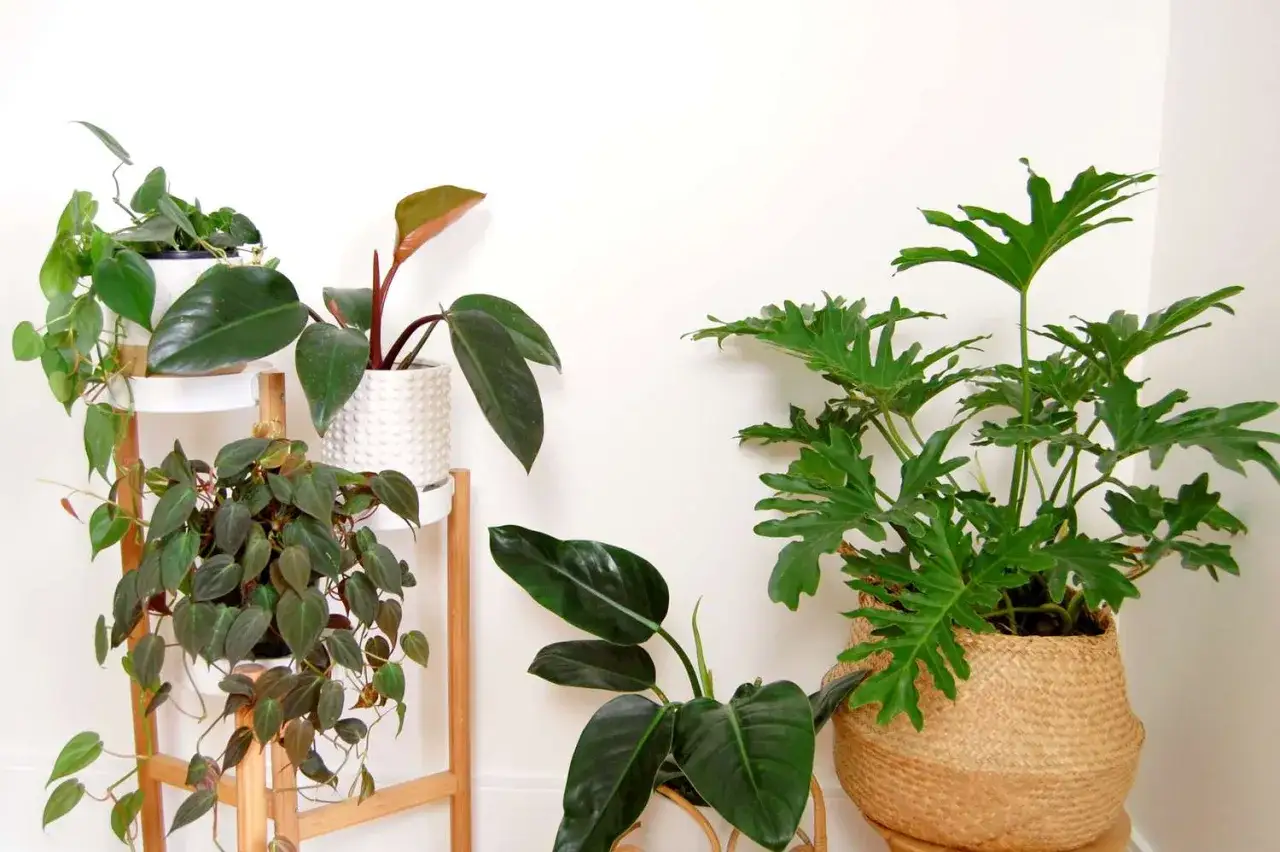 Kilka roślin doniczkowych, w tym kwiat philodendron o ciemnych liściach i duży, postrzępiony liść filodendrona w wiklinowym koszu.