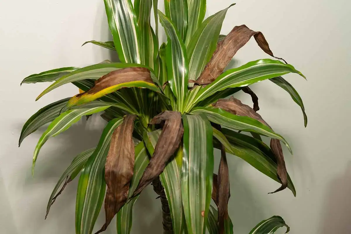 Dracena z brązowymi plamami na liściach, które usychają.