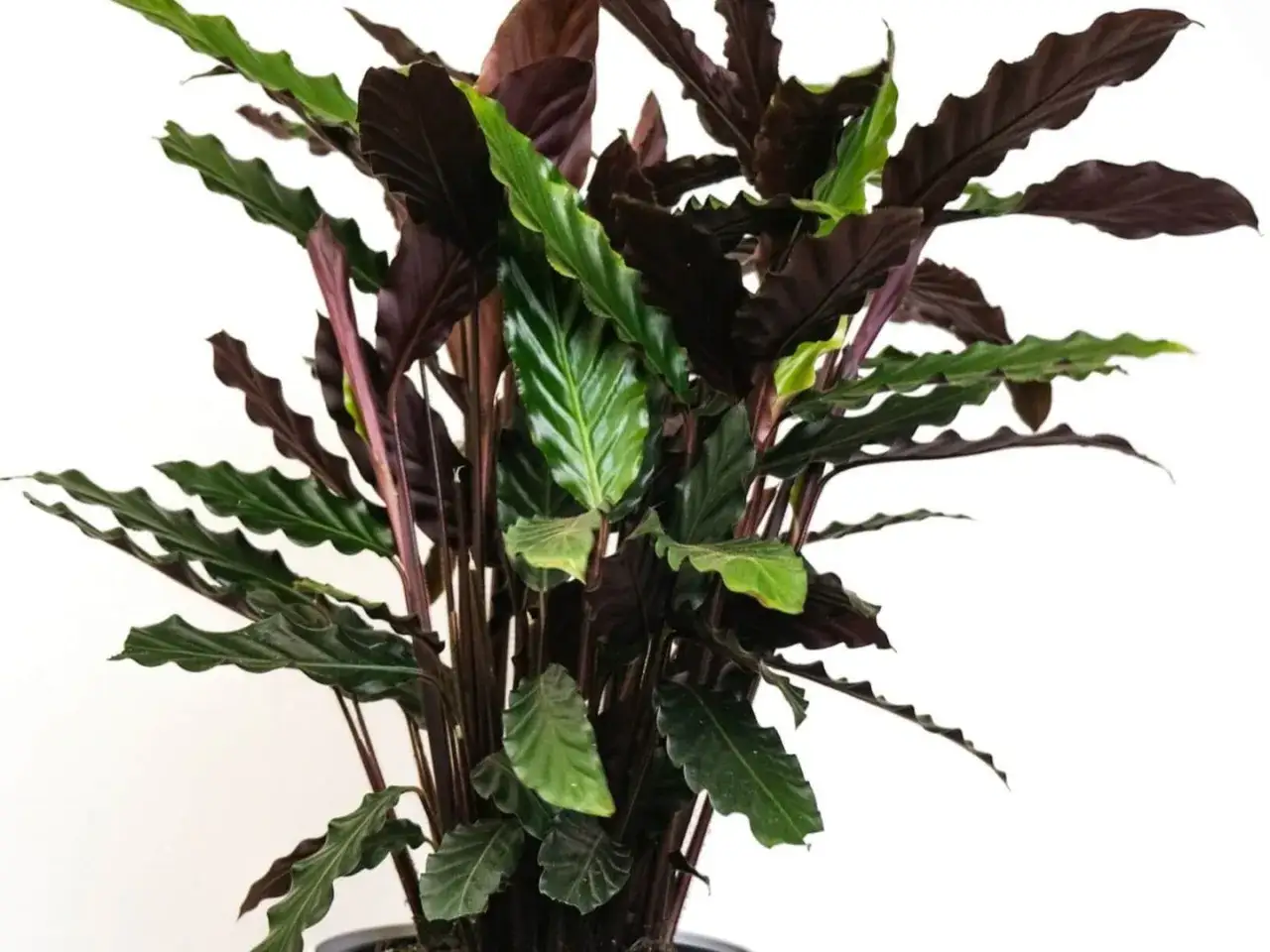 Calathea rufibarba – jak pielęgnować tę piękną roślinę o falistych liściach? Podpowiadamy, jak zapewnić jej idealne warunki.
