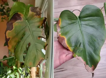 Monstera ma brązowe, usychające końcówki liści. Widać żółte przebarwienia i suche, kruche brzegi.