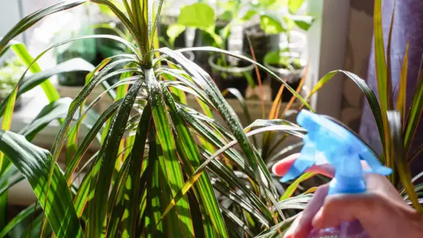 Dracena marginata podlewanie. Ręka z niebieskim spryskiwaczem zrasza liście rośliny, tworząc na nich krople wody.