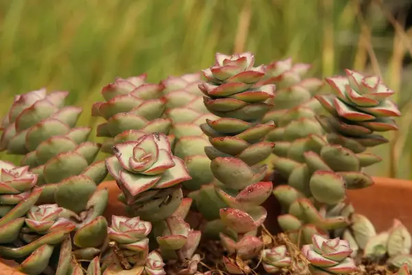 Kaskadowe pędy crassula perforata z zielonymi liśćmi i czerwonymi brzegami, tworzące piękne, spiralne formy.